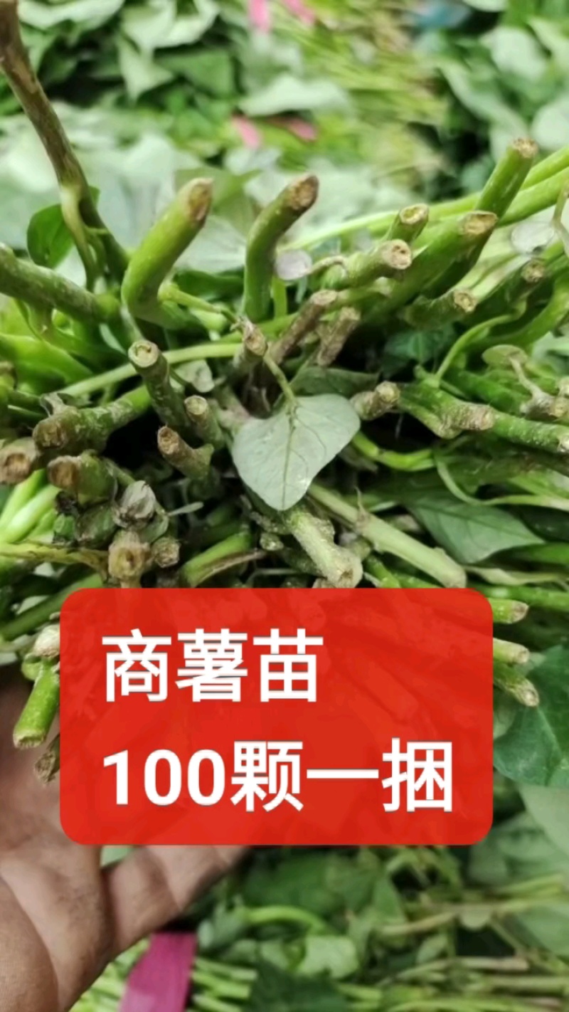 脱毒原种商薯19苗红薯苗全国发货欢迎来电采购洽谈