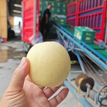 河北产地精品皇冠梨，大量现货，价格非常合适，有需要联系我