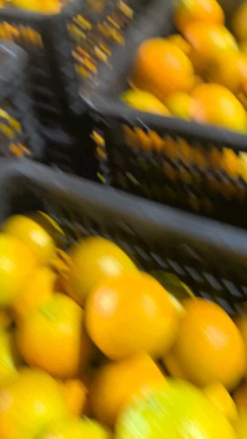 广西现摘夏橙当季新鲜橙子秭归脐橙水果当季脐橙手剥夏橙橙子