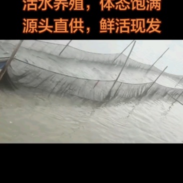 海鲈鱼