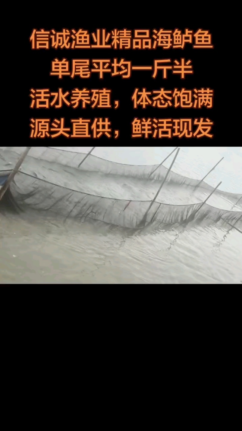 海鲈鱼