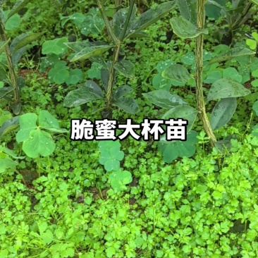 脆蜜金柑苗脆蜜金橘，正品假一赔十，果价高，提供免费种植