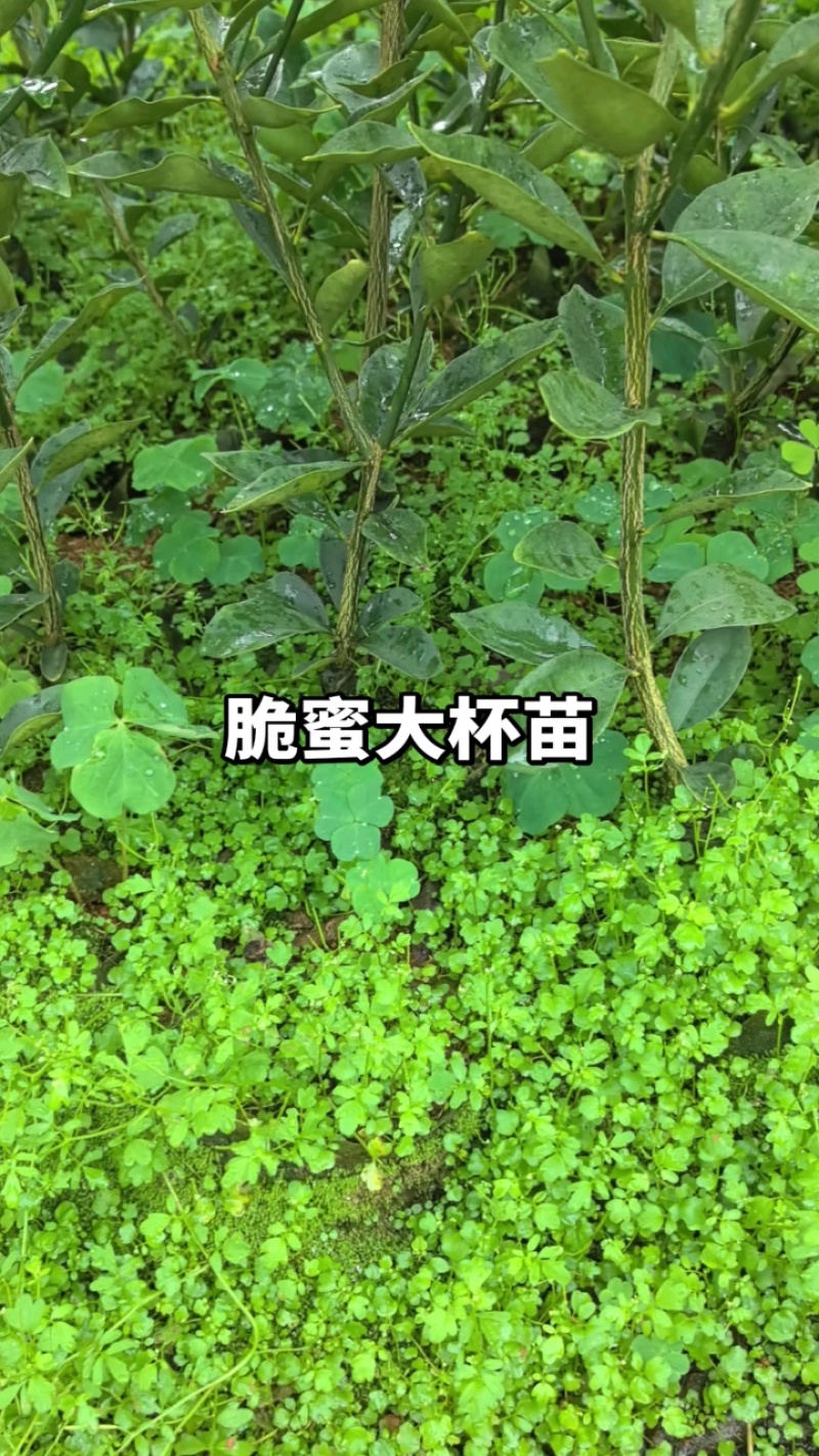 脆蜜金柑苗脆蜜金橘，正品假一赔十，果价高，提供免费种植