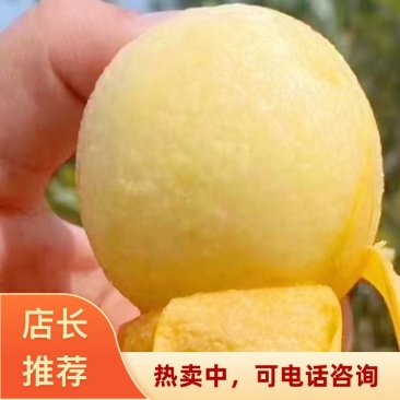 江苏白玉枇杷大量上市货源充足支持全国批发采购