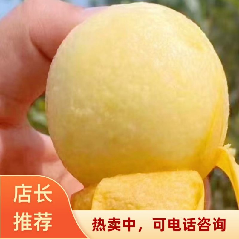 江苏白玉枇杷大量上市货源充足支持全国批发采购