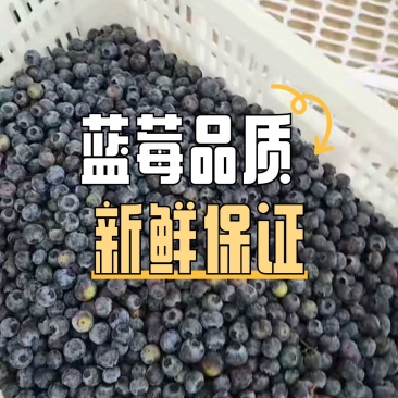 精品蓝莓冻果青果红果大量有货品质保证