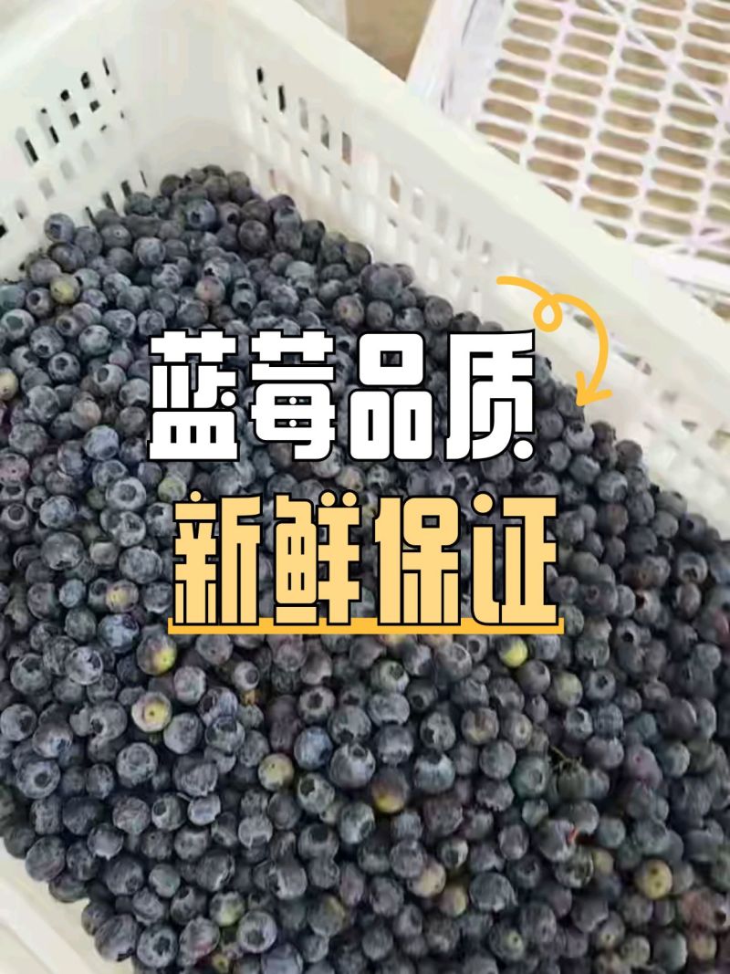 精品蓝莓冻果青果红果大量有货品质保证