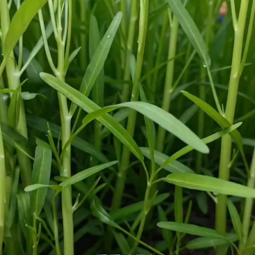 柳叶粗埂青白空心菜