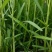 柳叶粗埂青白空心菜
