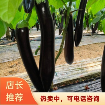 江苏徐州自营农场茄子产地直发价格实惠可大量承接工厂商超
