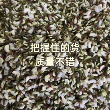 现货精品洋槐花，日产3万斤，产地直发加冰，保证质量