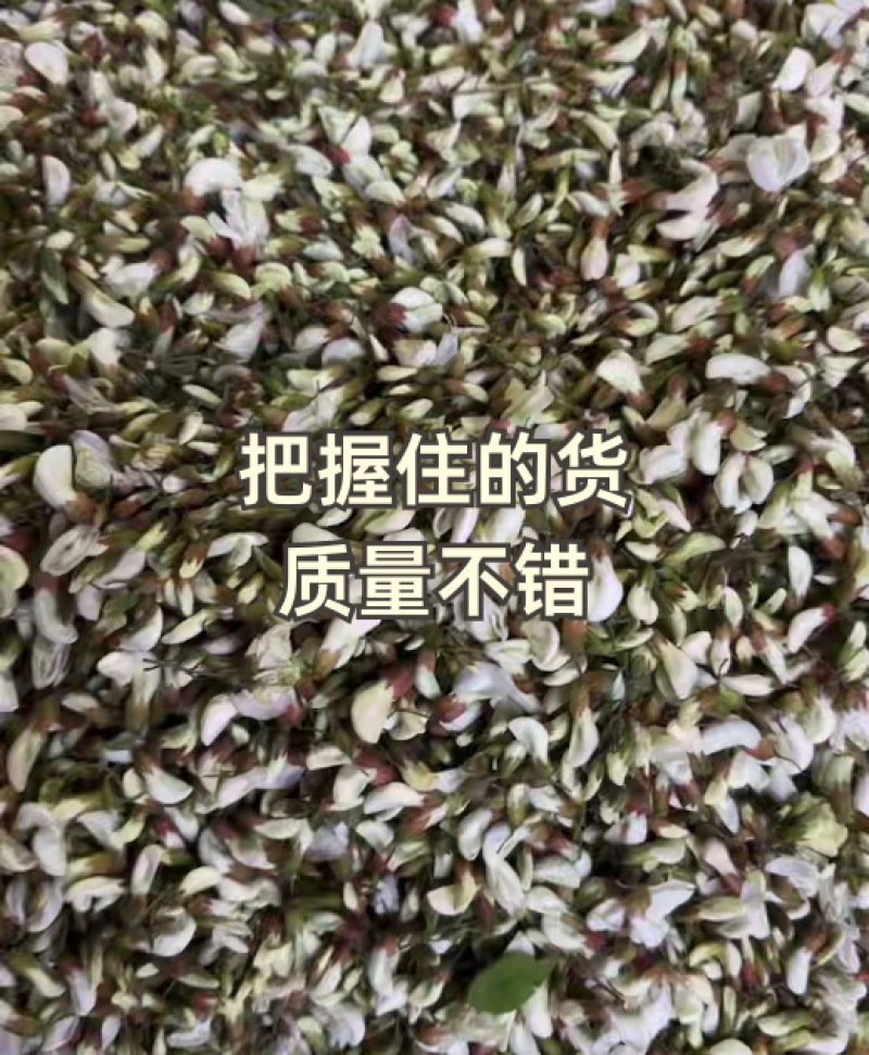 现货精品洋槐花，日产3万斤，产地直发加冰，保证质量