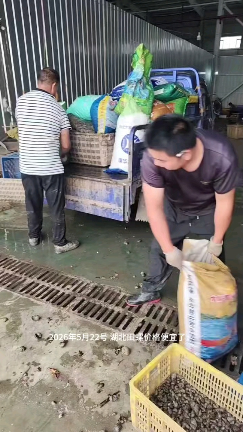 湖北田螺长期有货，新鲜量大，货源充足，全国发货。