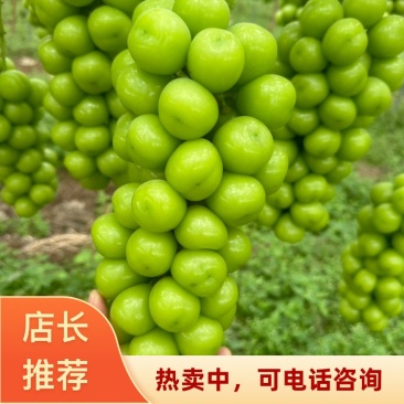 四川凉山西昌阳光玫瑰精品果可全国代发电商对接