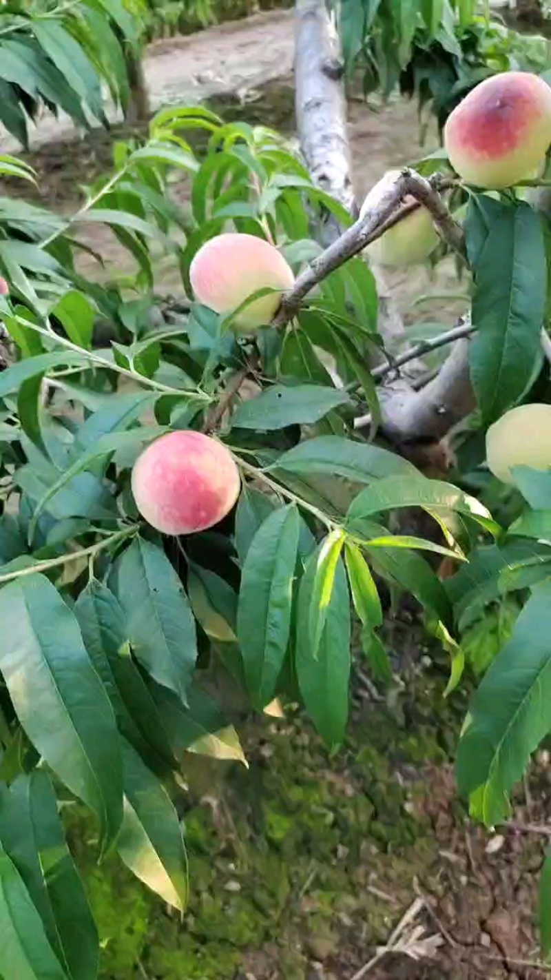 毛桃新鲜上市量大从优味美甘甜欢迎来电咨询