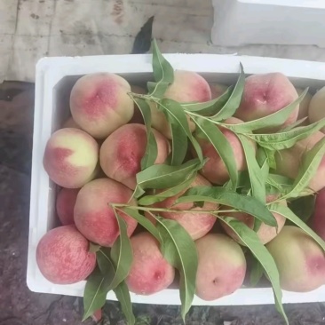突围水蜜桃特级果，4两起步精品装箱，全国发货！