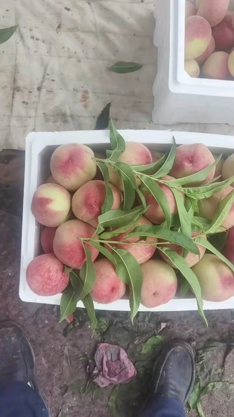 突围水蜜桃特级果，4两起步精品装箱，全国发货！