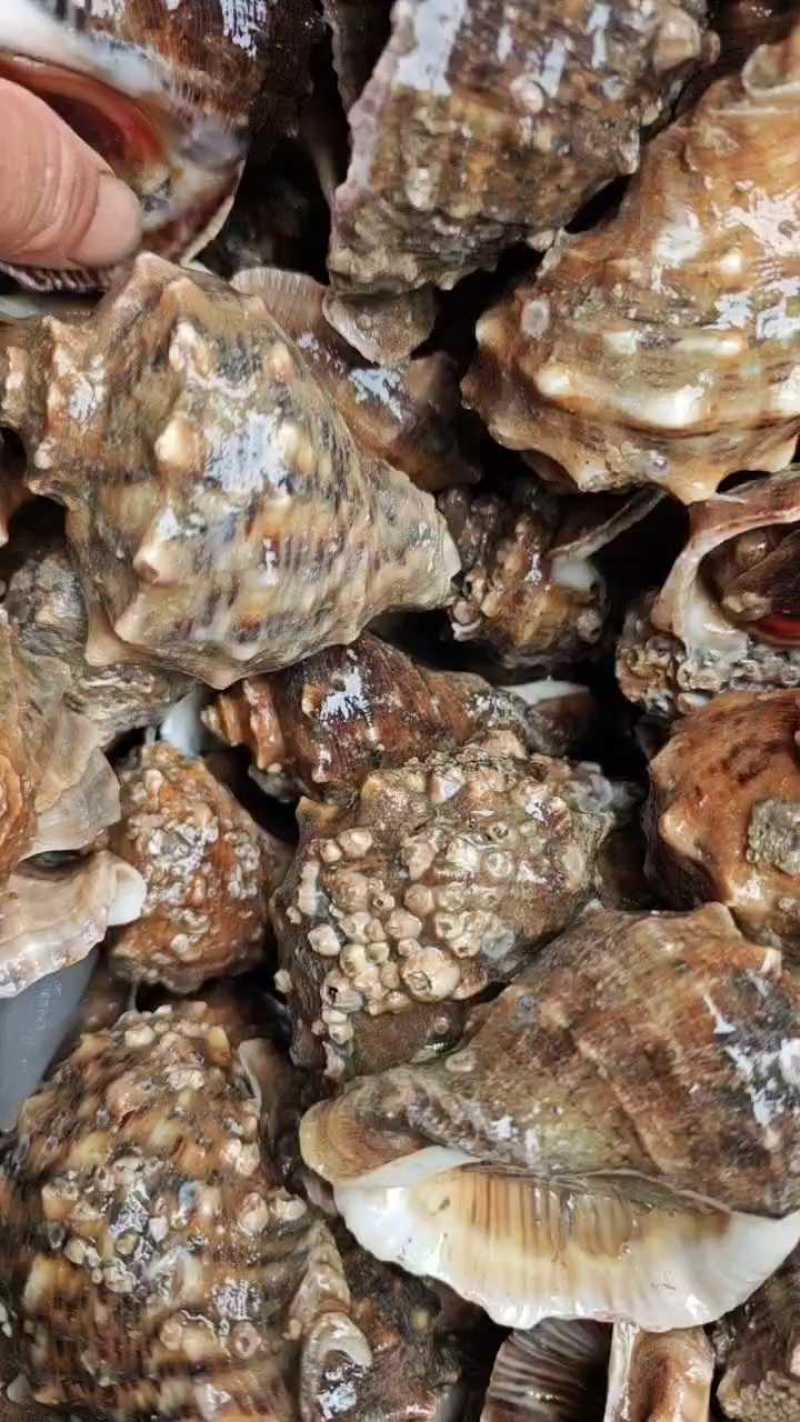 海螺，长期供应，货源稳定。欢迎前来咨询采购