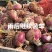 河北定州蔬菜基地洋葱大量上市