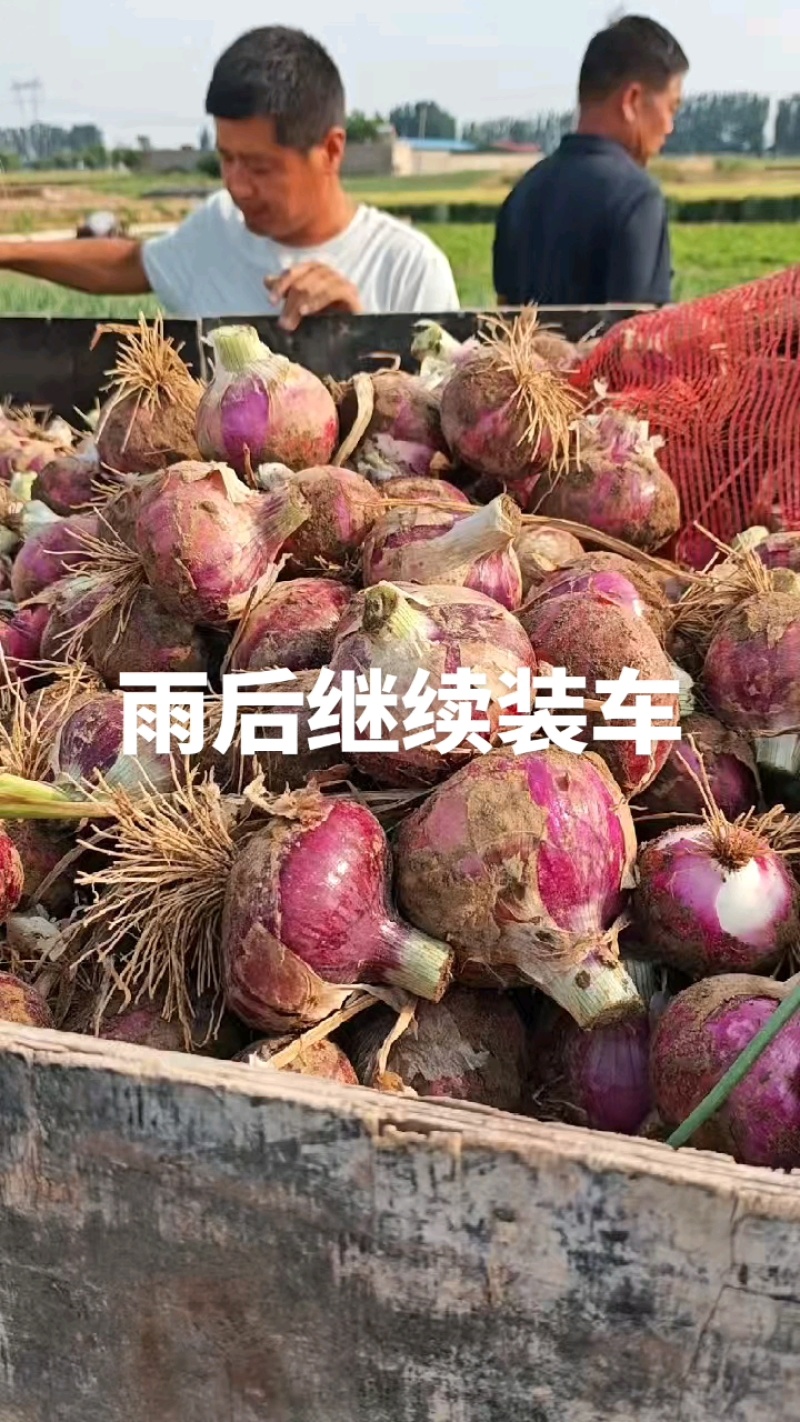 河北定州蔬菜基地洋葱大量上市