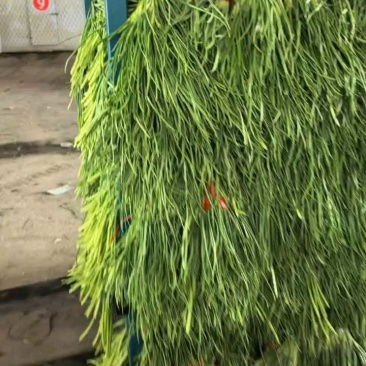 电商手扒台，35公分起步，条长还绿，价格不高！