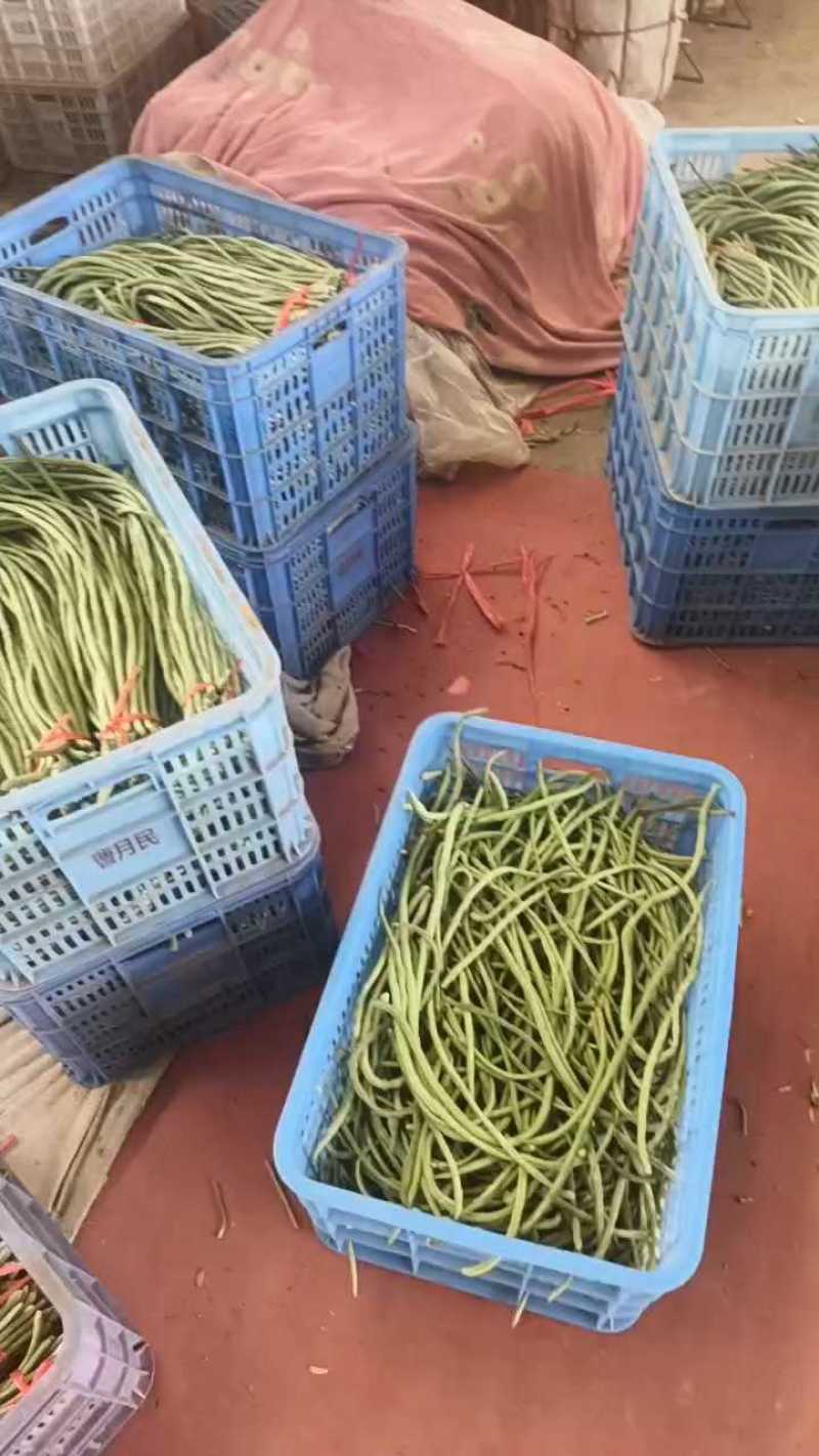 山东精品青条豆角大量上市，长度60~80。一收货源，