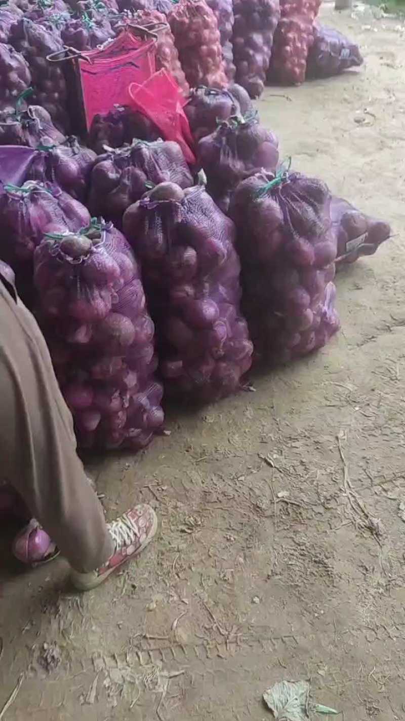 精品洋葱红皮洋葱精品洋葱大量供应可视频看货欢迎来电