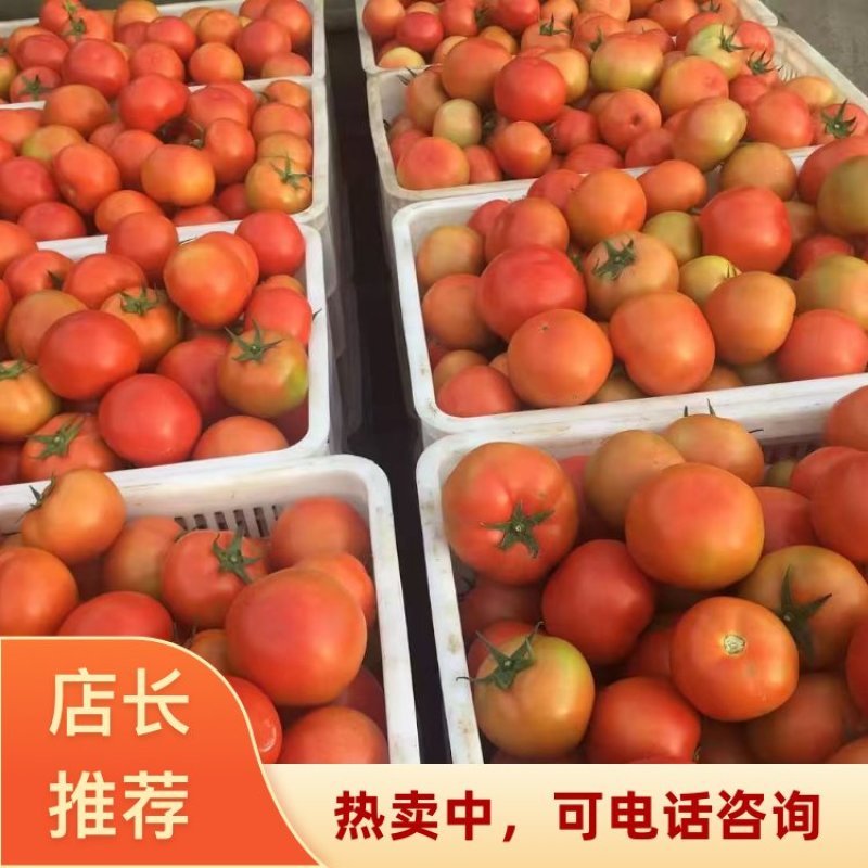 湖北长阳县种植基地高山大红西红柿无中间商可全国批发