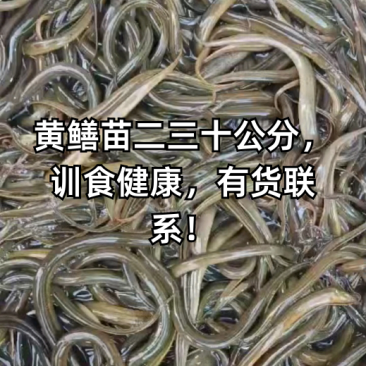 【热卖】黄鳝苗正大九号鳝鱼苗基地孵化技术指导货到付款