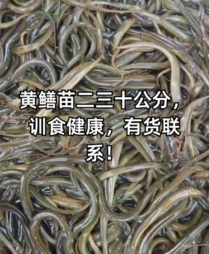 【热卖】黄鳝苗正大九号鳝鱼苗基地孵化技术指导货到付款