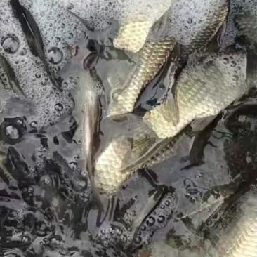 《热》精品垂钓鯽鱼中科麻鯽湘鯽鱼黄金鯽钓塘直供包运