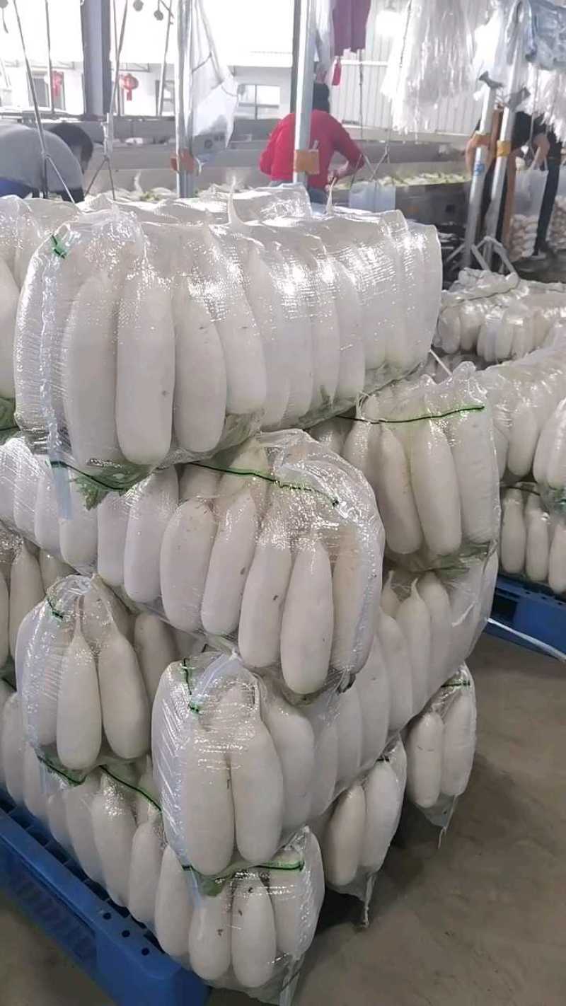 【精白萝卜】萝卜产地供应，看货论价，保质保量，欢迎订购