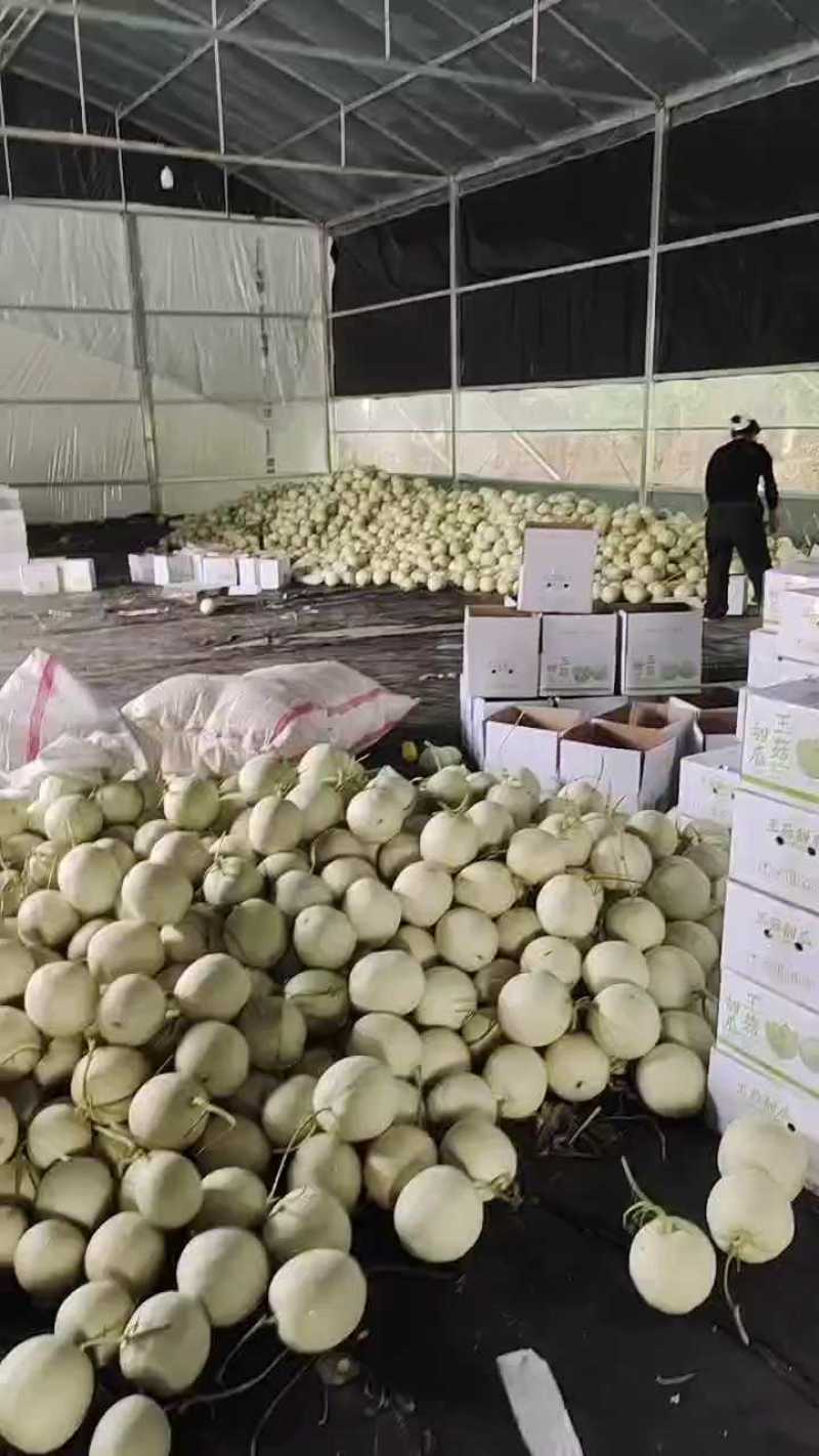 玉菇冰淇凌甜瓜，对接全平台电商，多多仓，商超团购等渠道