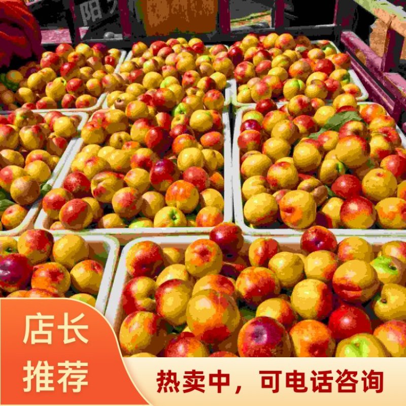 2026湖北随州直发曙光油桃黄肉油桃可对接电商商超