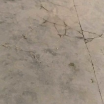 急售！鲜辣椒/东台鲜辣椒/江苏辣椒/东台青椒/301辣椒