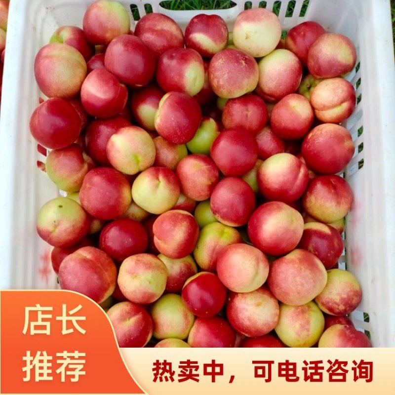 湖北随州黄肉油桃曙光油桃货源充足诚信2026代发全国