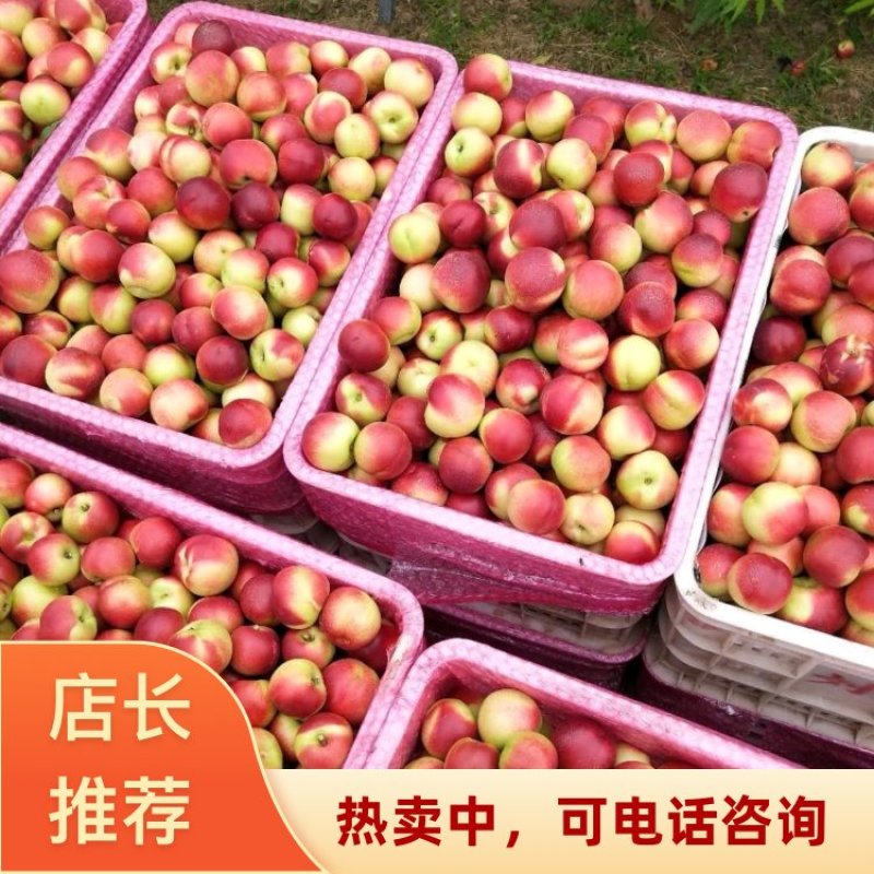 湖北随州黄肉油桃曙光油桃货源充足诚信2026代发全国