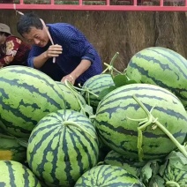 大棚薄皮【美都/甜王西瓜】大量上市！包熟包甜产地直销