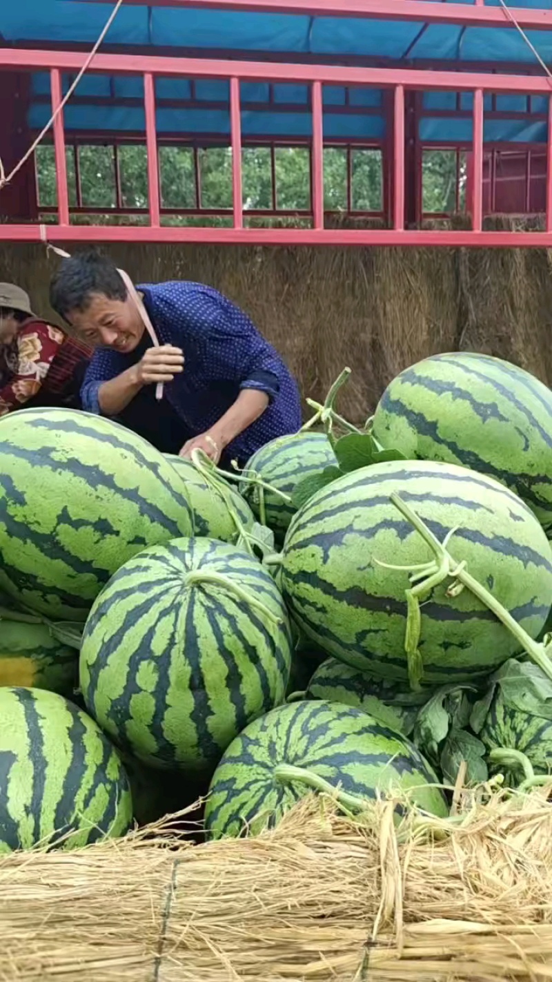 大棚薄皮【美都/甜王西瓜】大量上市！包熟包甜产地直销