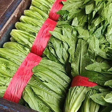 油麦菜一年四季供应有大棚质量可靠可发全国