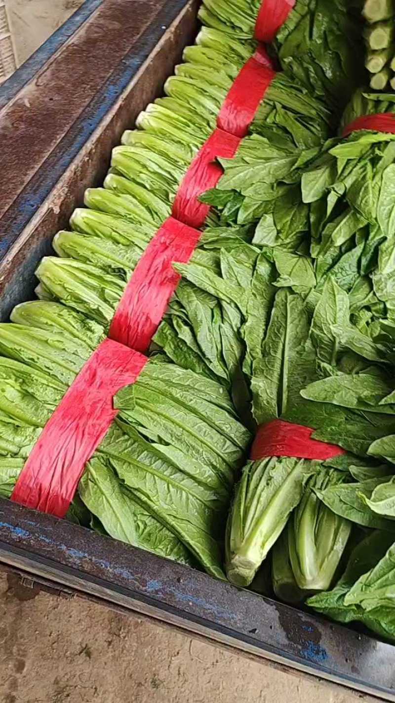 油麦菜一年四季供应有大棚质量可靠可发全国