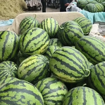 砀山县甜王西瓜，头茬鲜瓜，保九成熟含糖量高，原产地，