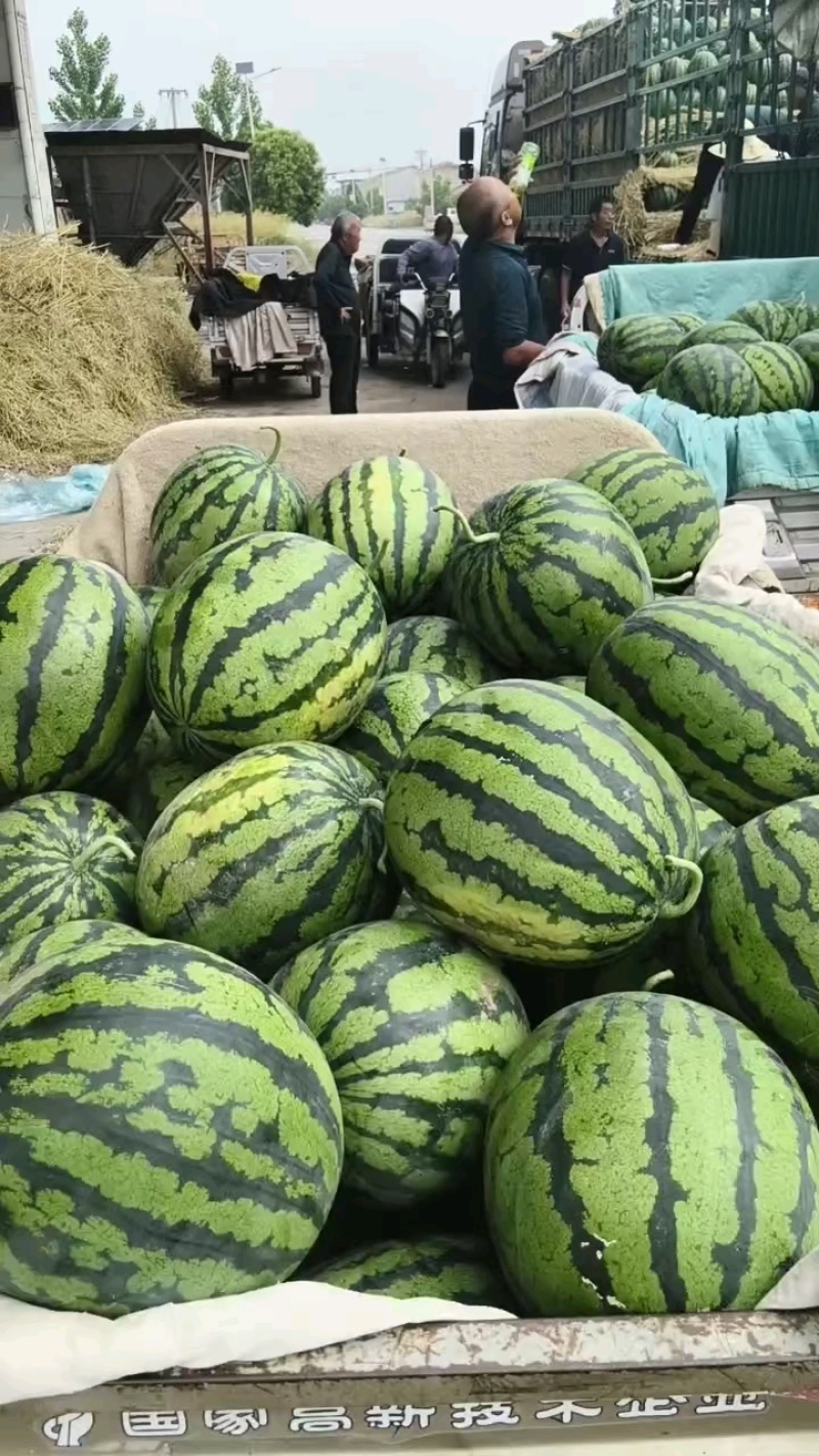 砀山县甜王西瓜，头茬鲜瓜，保九成熟含糖量高，原产地，
