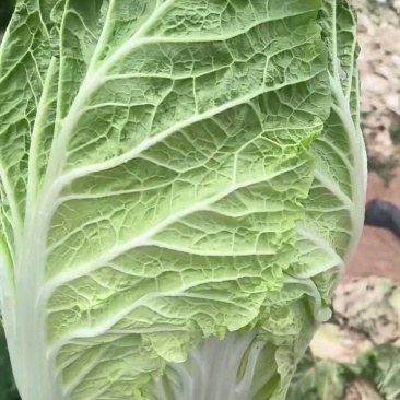 精品好货，无黑点无烧心，四五六规格。