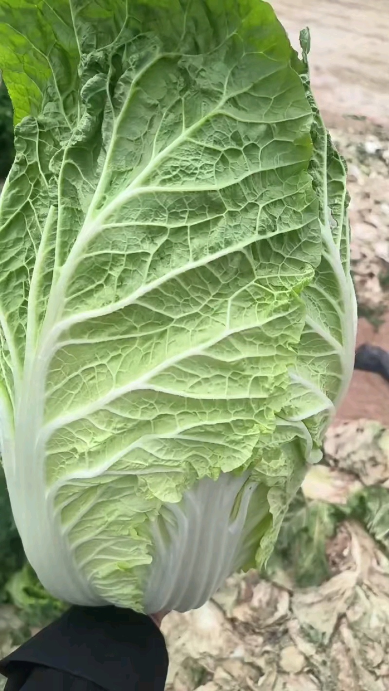 精品好货，无黑点无烧心，四五六规格。