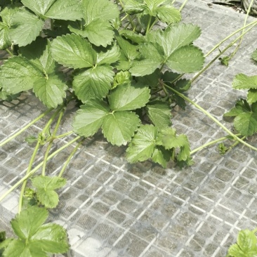 大叶红颜草莓苗种苗包品种包纯度隋珠香野草莓苗基地