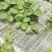 大叶红颜草莓苗种苗包品种包纯度隋珠香野草莓苗基地