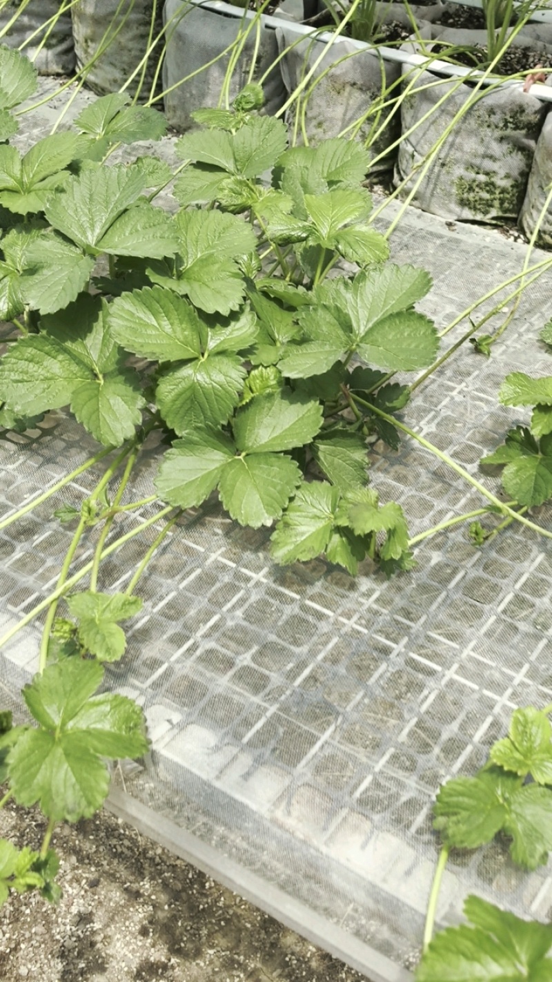 大叶红颜草莓苗种苗包品种包纯度隋珠香野草莓苗基地