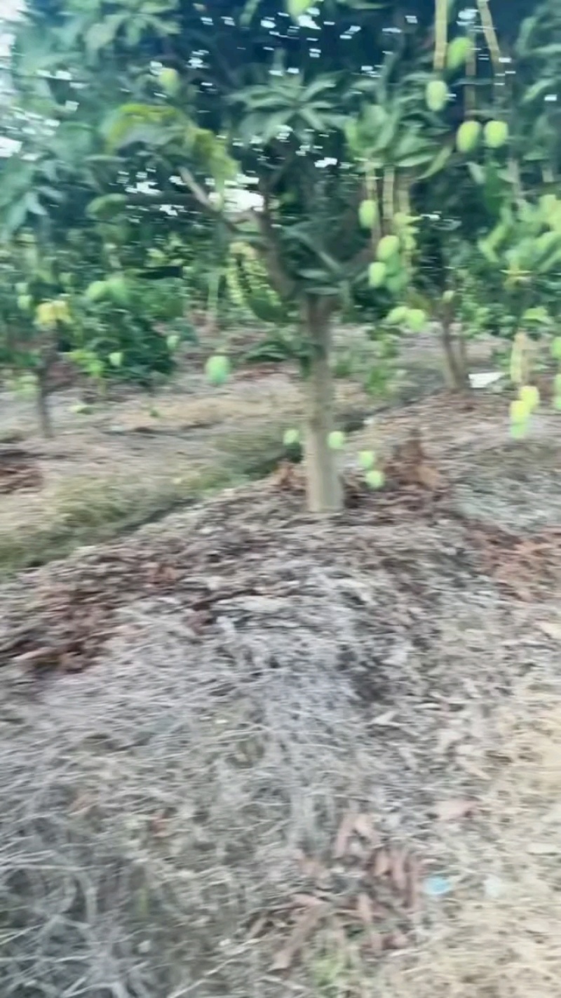 广西百色田阳区芒果（小台芒）欢迎各位老板来电咨询