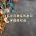 贝贝南瓜工厂对接批发市场.电商.商超.加工厂各平全国发货